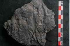 Foto (Detailansicht) von Callipteris sp.  (NHMW-GEO-2024-0188-10916)